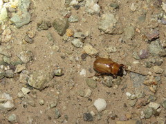 Cyclocephala longula