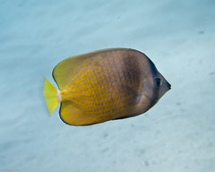 Chaetodon kleinii
