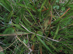 Microseris scapigera