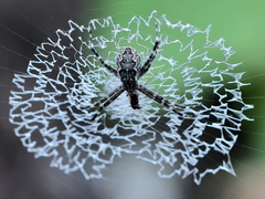 Argiope mascordi