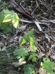 Toxicodendron radicans image