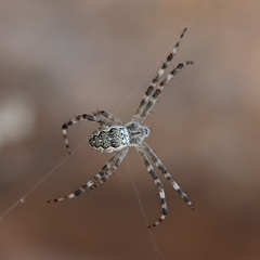 Argiope mascordi