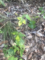 Toxicodendron radicans image