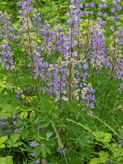 Lupinus burkei