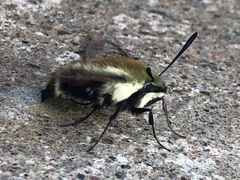 Hemaris aethra
