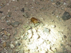 Cyclocephala longula