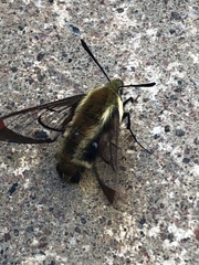 Hemaris aethra