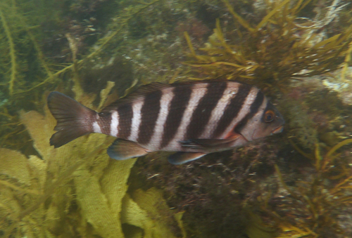 Banded morwong (Cheilodactylus spectabilis) — Cheilodactylidae