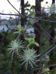 Clematis drummondii
