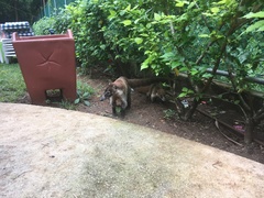 Nasua narica yucatanica