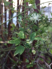 Clematis drummondii