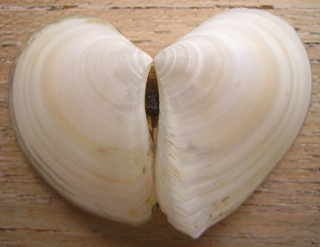 Macomona