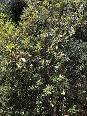 Frangula californica californica