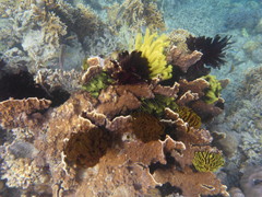 Millepora platyphylla