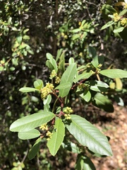 Frangula californica californica