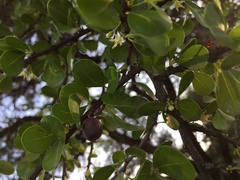 Sideroxylon celastrinum