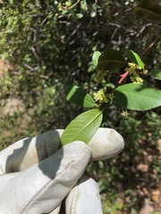 Frangula californica californica