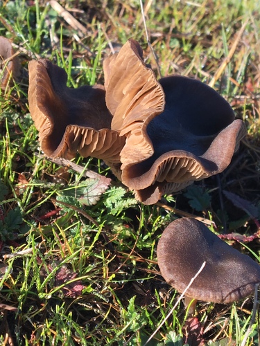 iNaturalist observation photo of Common Gilled Mushrooms and Allies