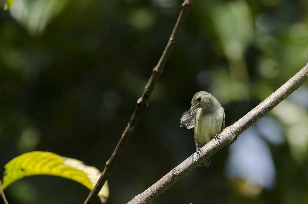 Andaman Flowerpecker (Dicaeum virescens) photo