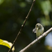 Andaman Flowerpecker - Photo (c) Balaji Venkatesh Sivaramakrishnan, some rights reserved (CC BY-NC-SA)