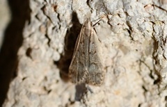 Dichomeris punctidiscellus