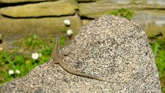 Podarcis muralis