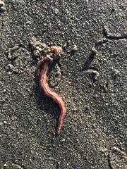 Abarenicola pacifica