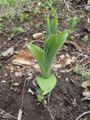 Veratrum californicum