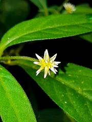Alternanthera bettzickiana