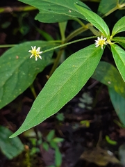 Alternanthera bettzickiana