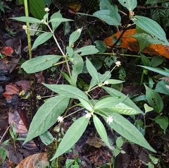 Alternanthera bettzickiana