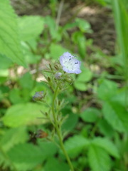 Phacelia gilioides