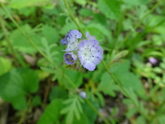 Phacelia gilioides