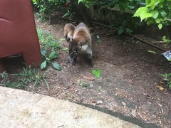 Nasua narica yucatanica