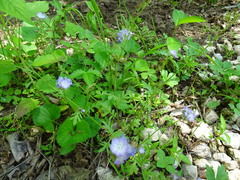 Phacelia gilioides