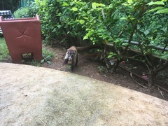 Nasua narica yucatanica