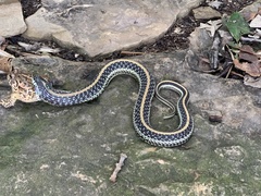 Thamnophis sirtalis annectens