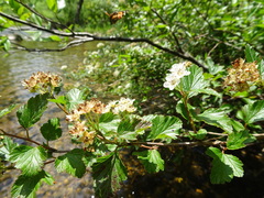 Physocarpus intermedius