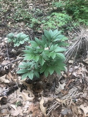 Paeonia lactiflora