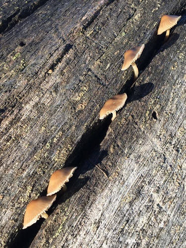 iNaturalist observation photo of common bonnet