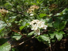 Physocarpus intermedius