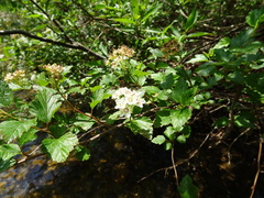 Physocarpus intermedius