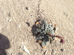 Chylismia claviformis