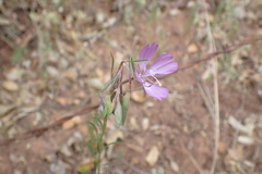 Clarkia biloba brandegeeae