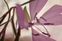 Clarkia biloba brandegeeae
