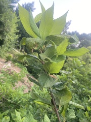 Calycanthus floridus