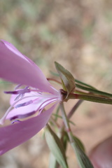 Clarkia biloba brandegeeae