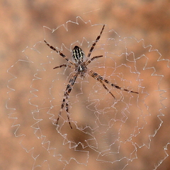 Argiope mascordi