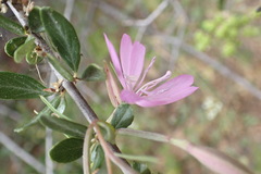 Clarkia biloba brandegeeae