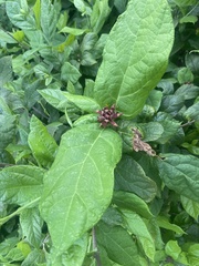 Calycanthus floridus